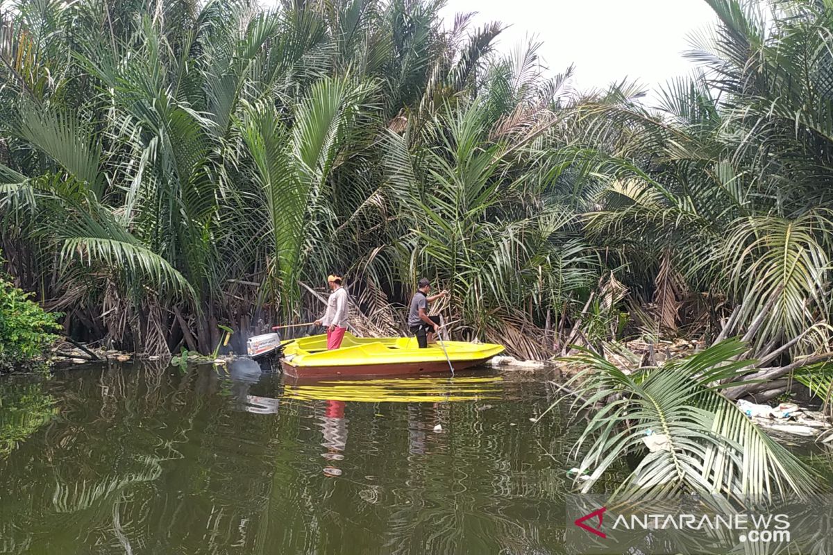 Ratusan bangkai babi di Danau Siombak dikubur massal