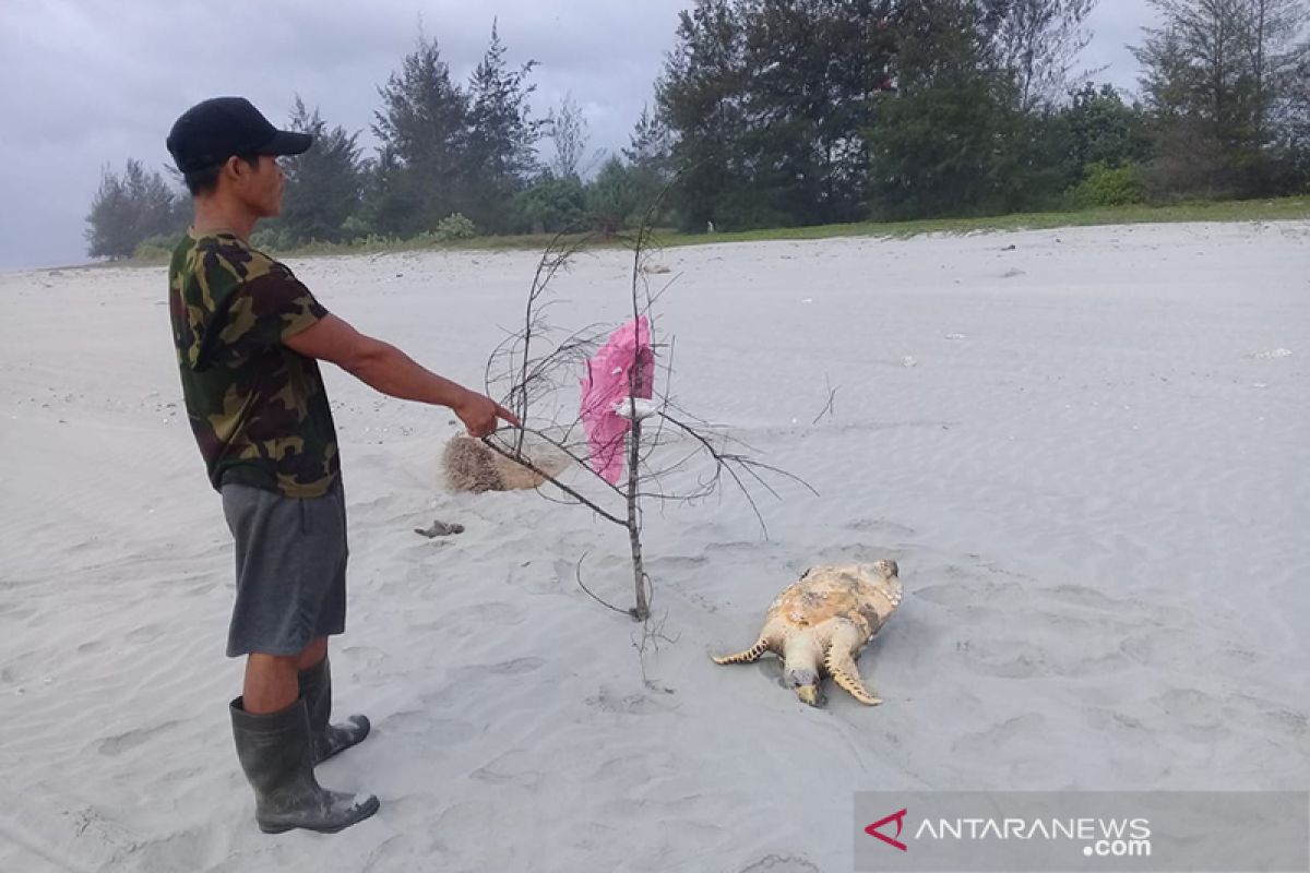 Penyu dan ikan ditemukan mati di sekitar PLTU Bengkulu
