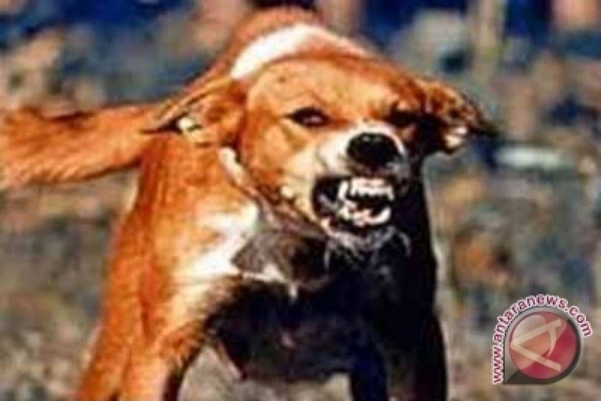 Tujuh warga Tapanuli Selatan digigit anjing gila