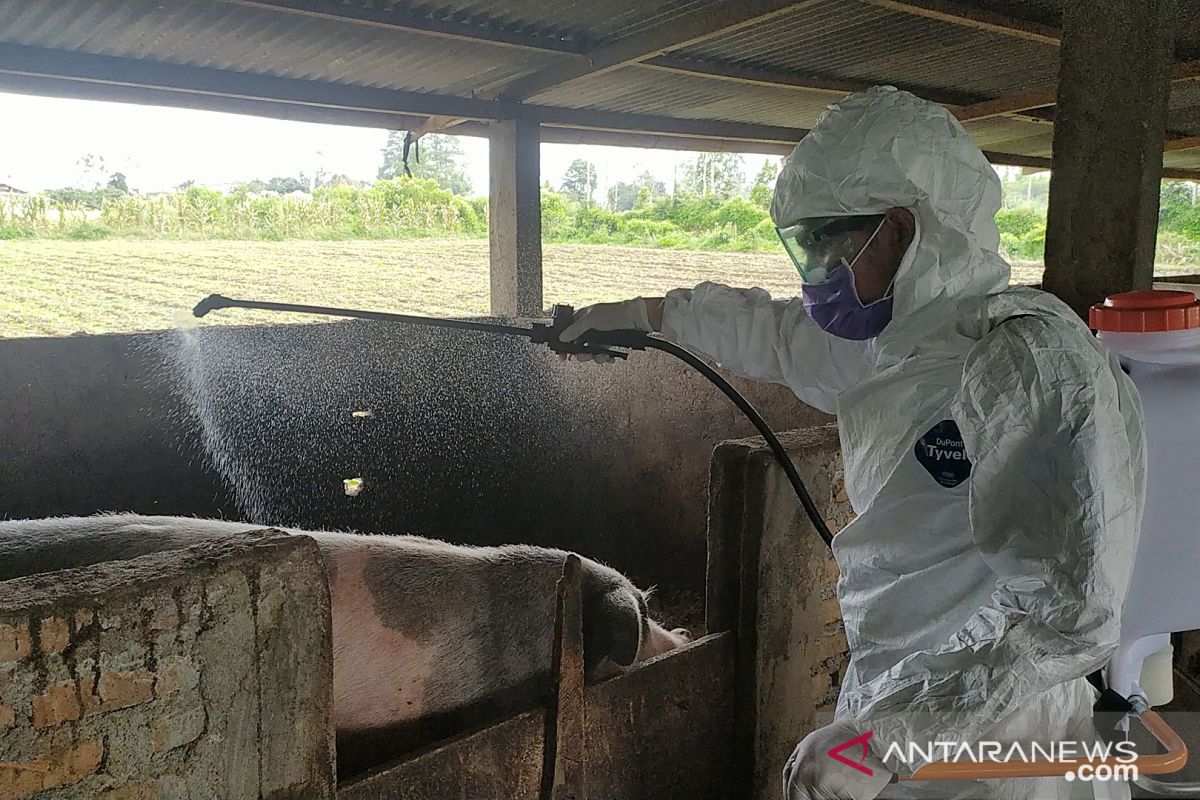 Kolera babi merebak, kandang babi di Karo disemprot disinfektan