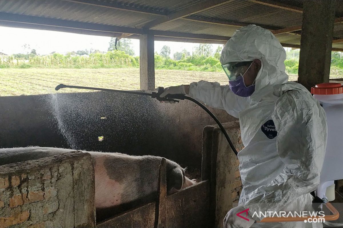 Distribusi ternak babi di Kabupaten Karo diperketat