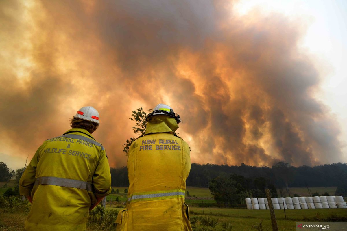 Koala dan walabi terancam punah ketika kebakaran hancurkan 11,2 juta hektare lahan di Australia
