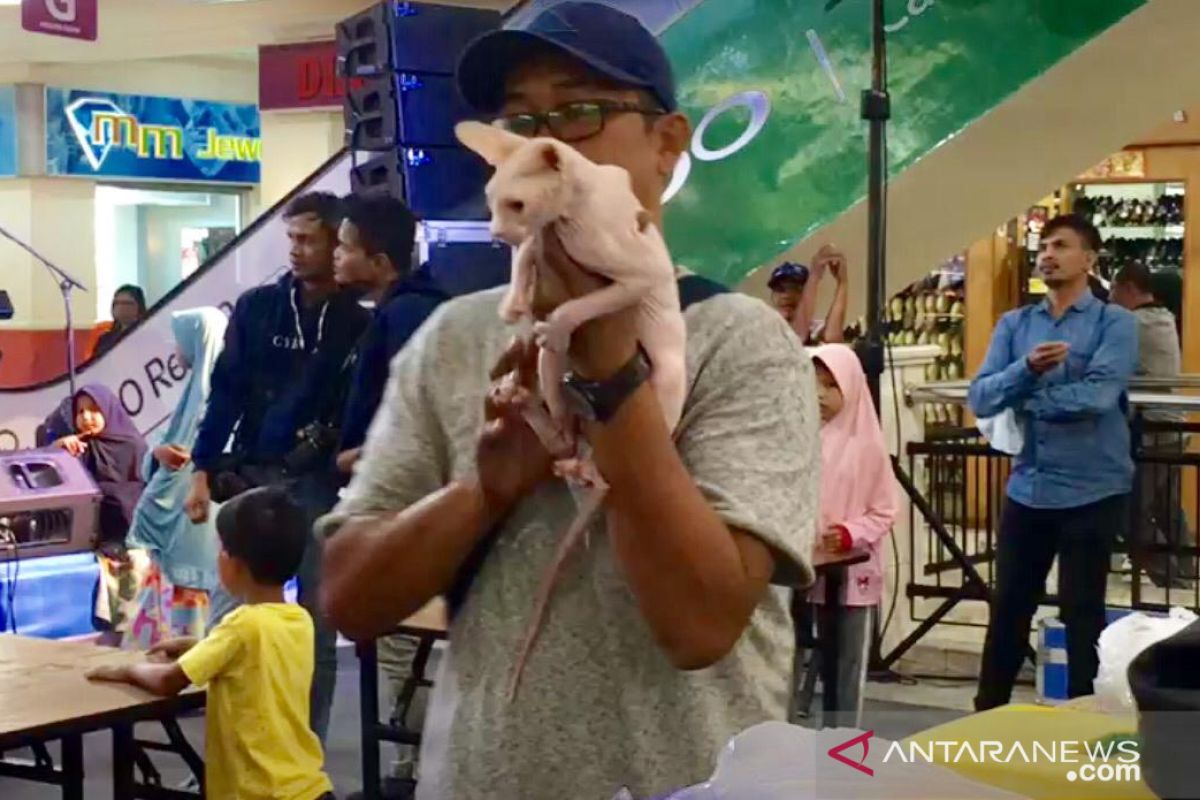 Melihat Kontes Kucing di Pekanbaru