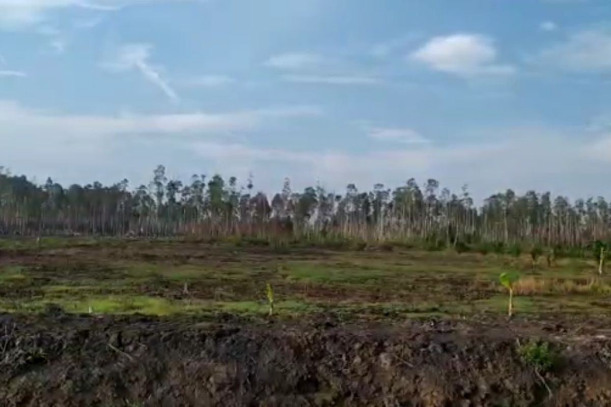 Paser siapkan 200 hektare lahan pengembangan tanaman pisang