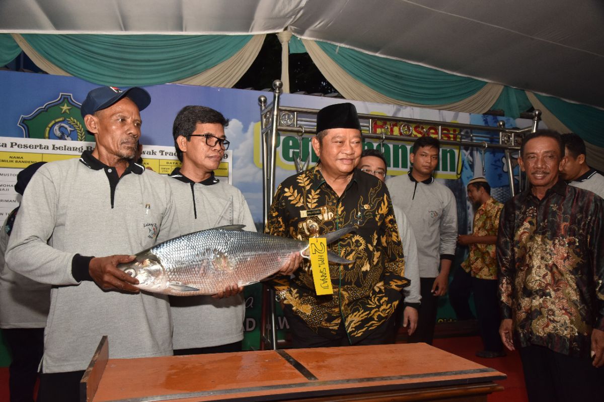 Seekor bandeng seberat 7,66 kilogram juara lelang di Sidoarjo