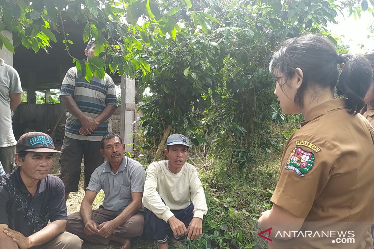 447 ekor babi di Kabupaten Karo juga mati akibat kolera