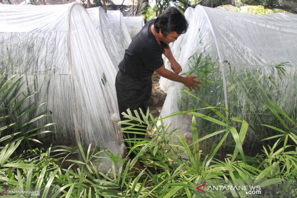 BPPT tingkatkan kualitas "Dragon Blood", bahan obat yang diburu China