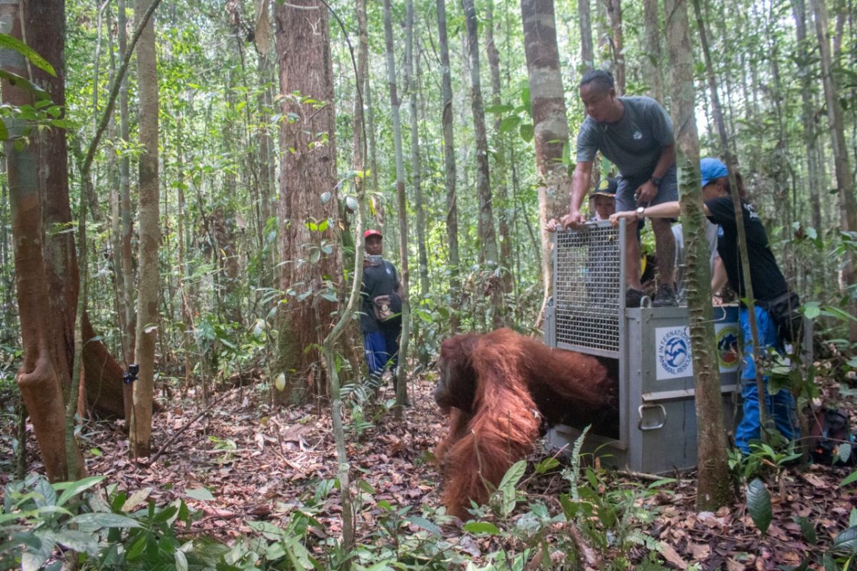 BKSDA Kalbar-IAR Indonesia kembali lepasliarkan satu orangutan