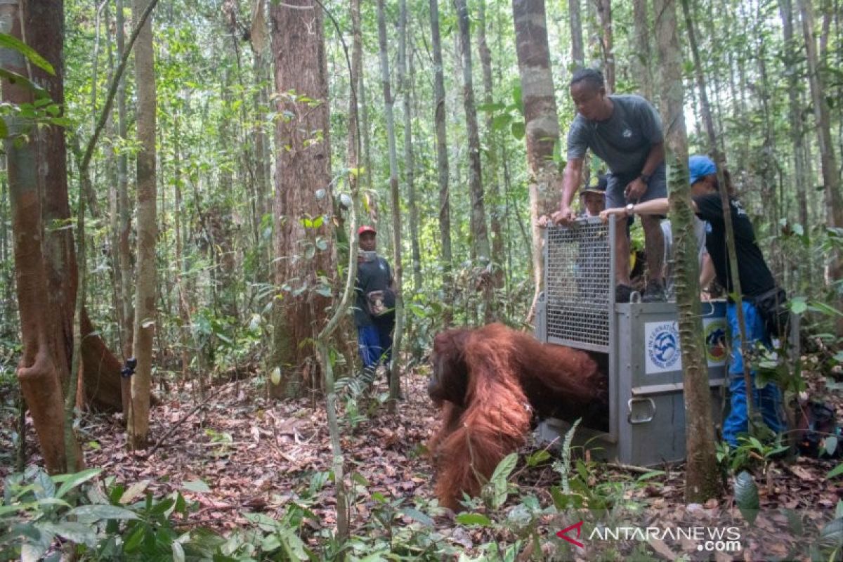 BKSDA-IAR Indonesia lepasliarkan satu orang utan