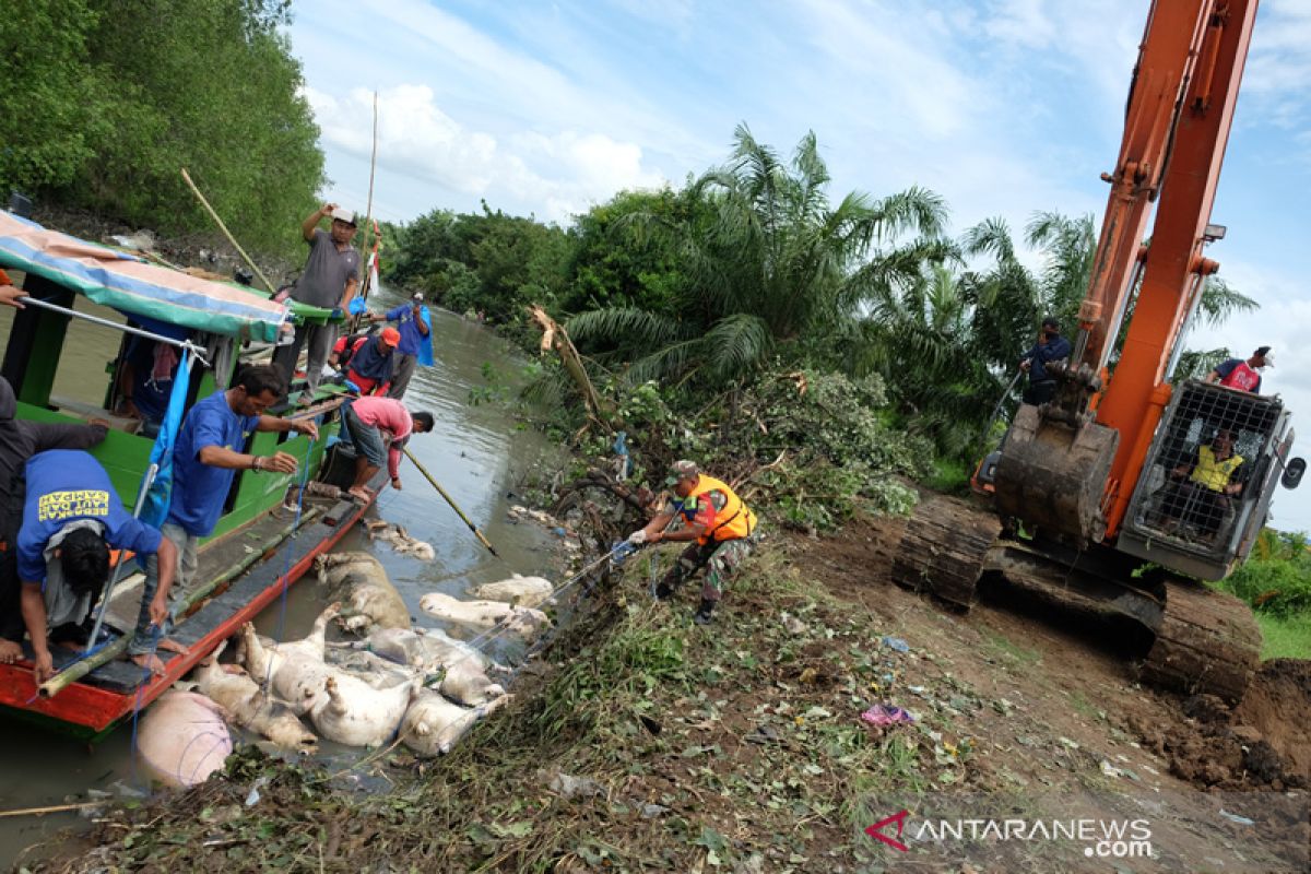 Ratusan bangkai babi dikubur di tepi Danau Siombak