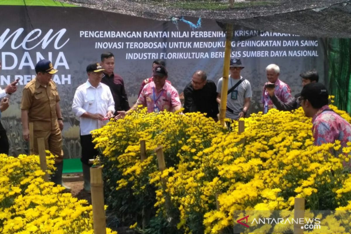 Kementan panen bunga krisan dataran rendah