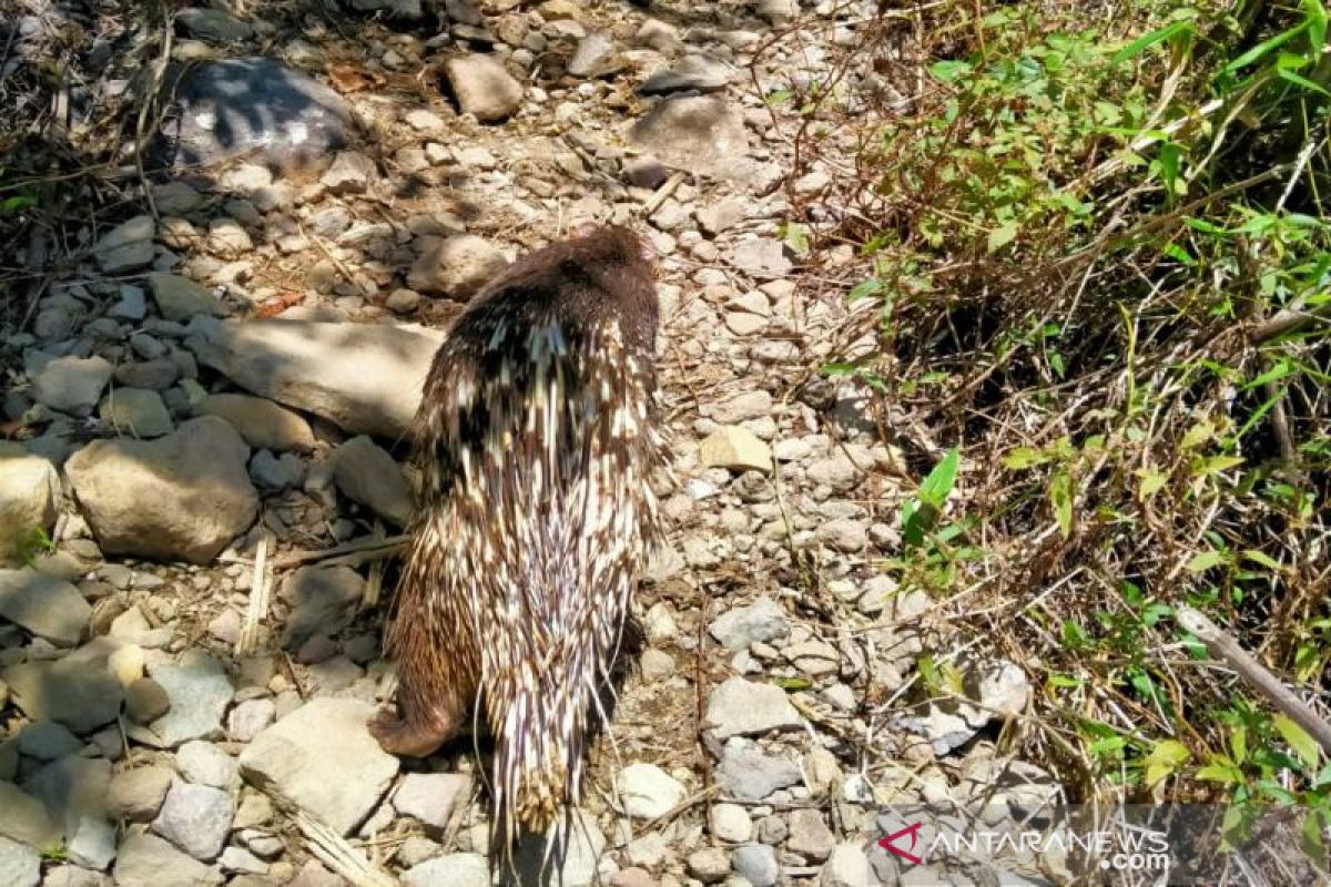 Taman Nasional Merbabu lepas 30 ekor landak