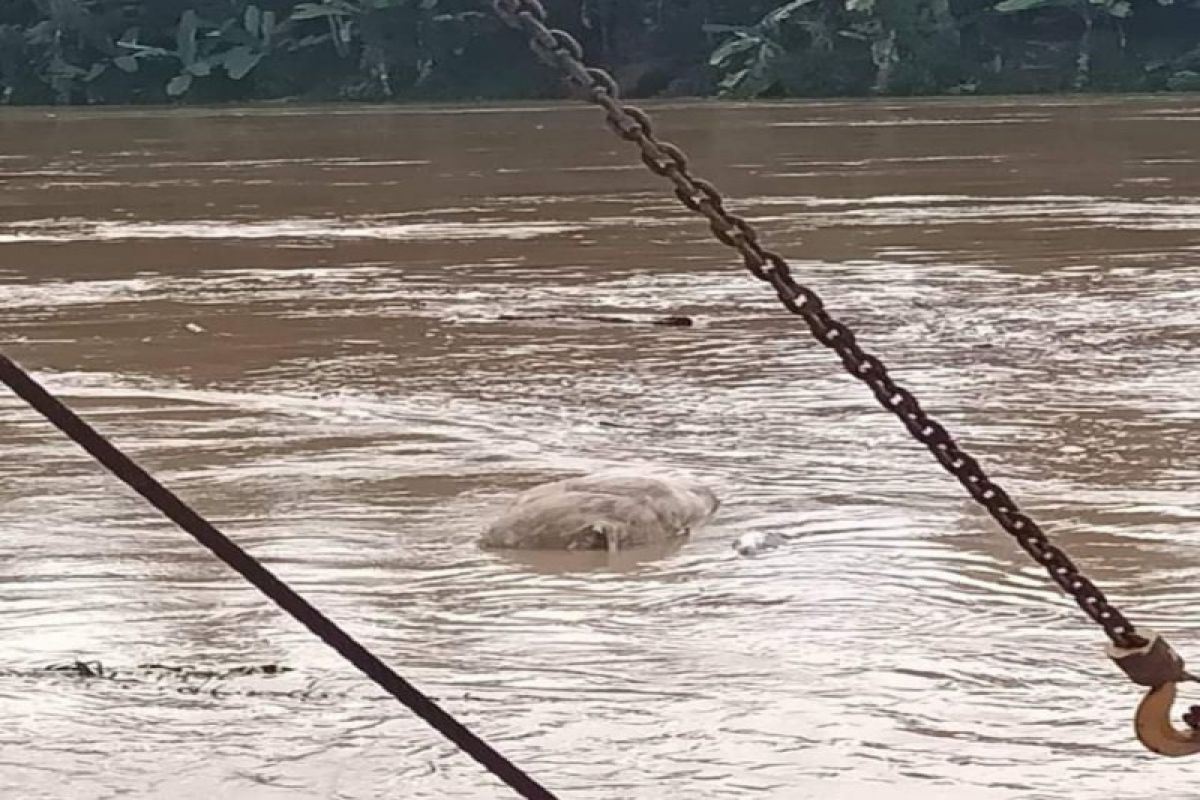 Babi mati juga dihanyutkan di Sungai Wampu Stabat Kabupaten Langkat