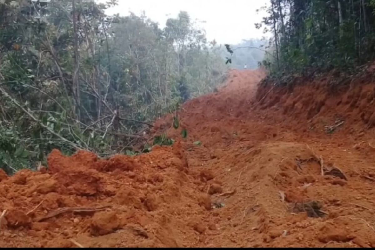 Walhi: Penebangan hutan di Tayan diduga ilegal