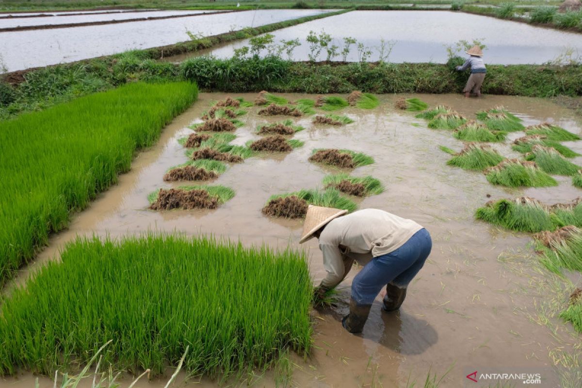 Ratusan ton bibit padi akan diberikan ke petani di Sumbawa Barat