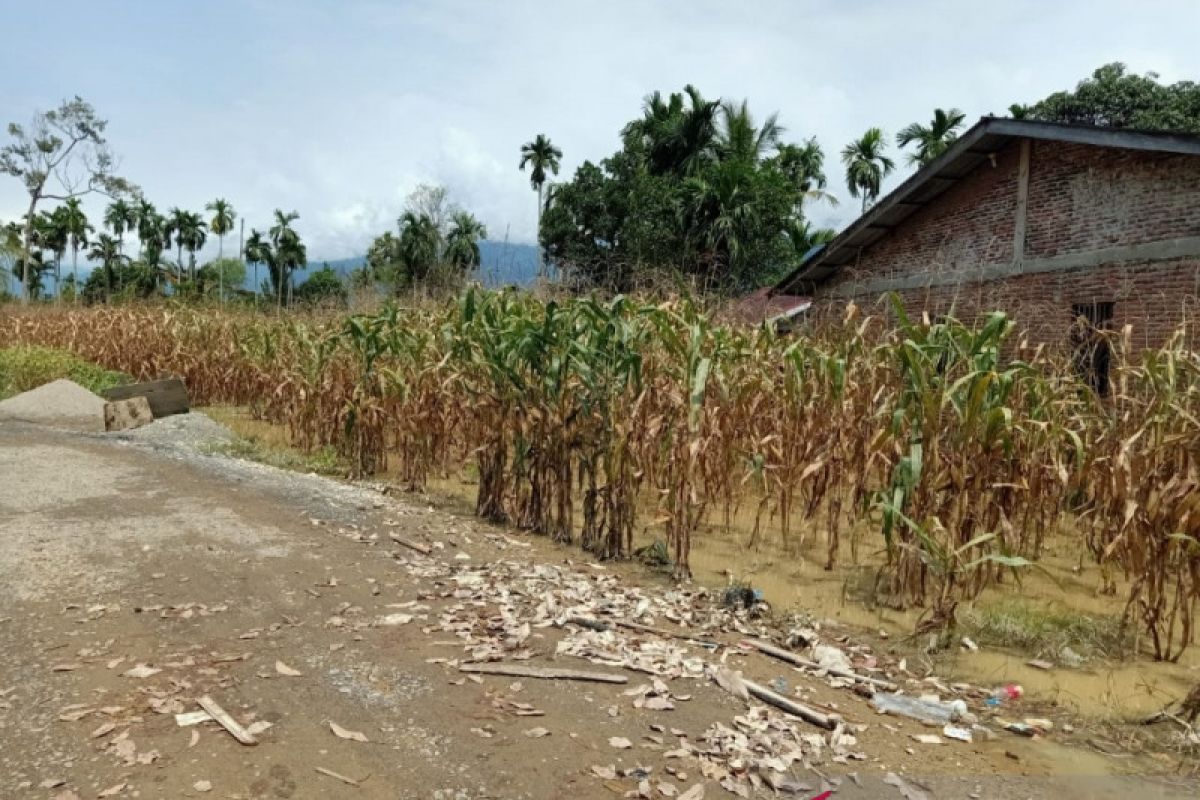 12 HA lahan padi dan jagung di Aceh Tenggara rusak akibat banjir