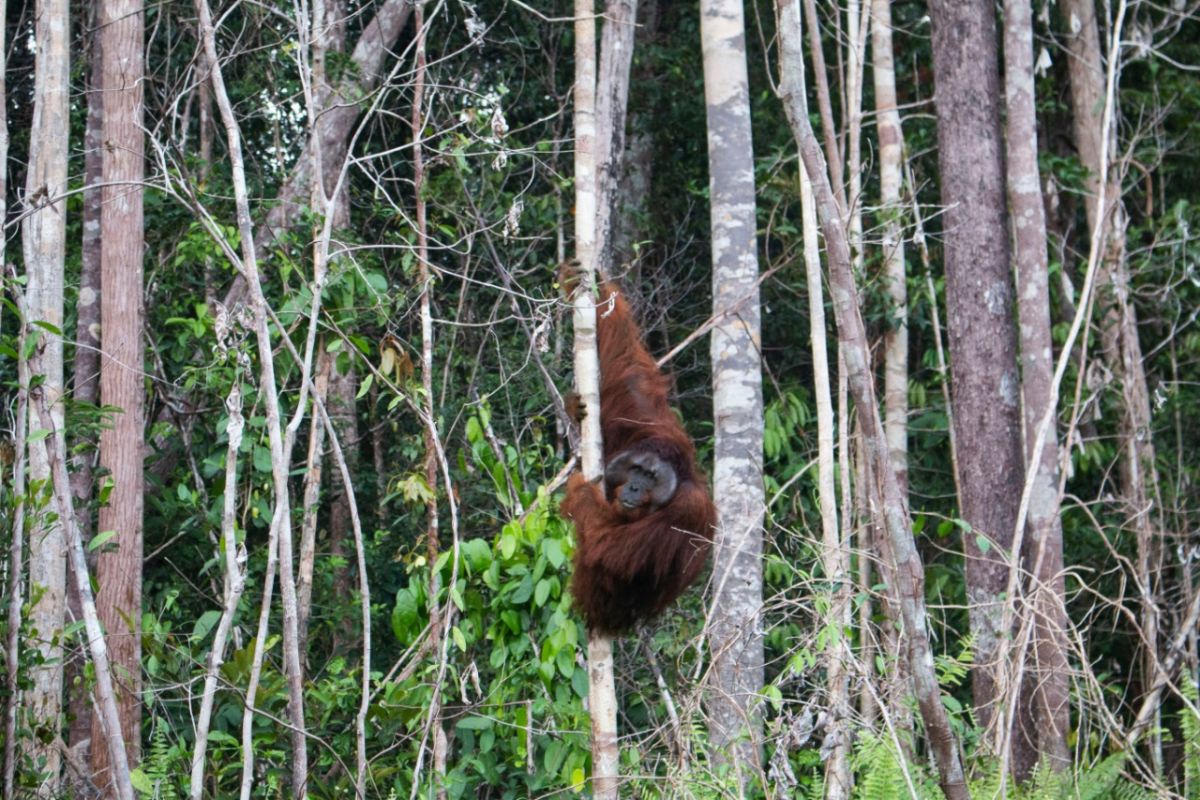 IAR Indonesia translokasikan orangutan ke hutan Sentap Kancang