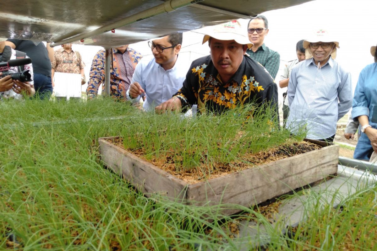 Kementan dorong petani bawang merah gunakan benih biji