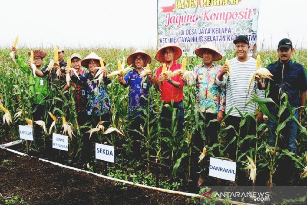 Pengusaha kembangkan jagung berskala besar di Kotawaringin Timur