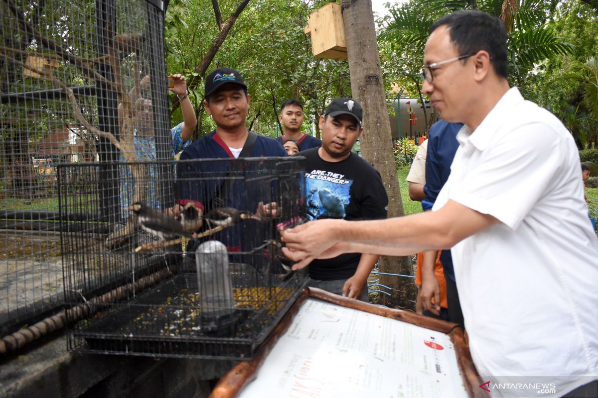 Sepuluh ekor burung jalak suren dilepasliarkan Ancol