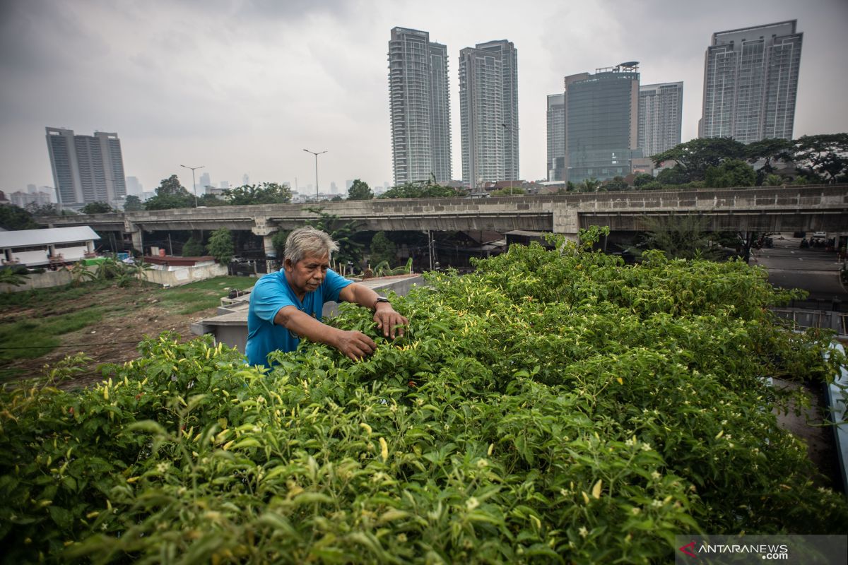 Mendorong warga Jakarta mencintai sayuran