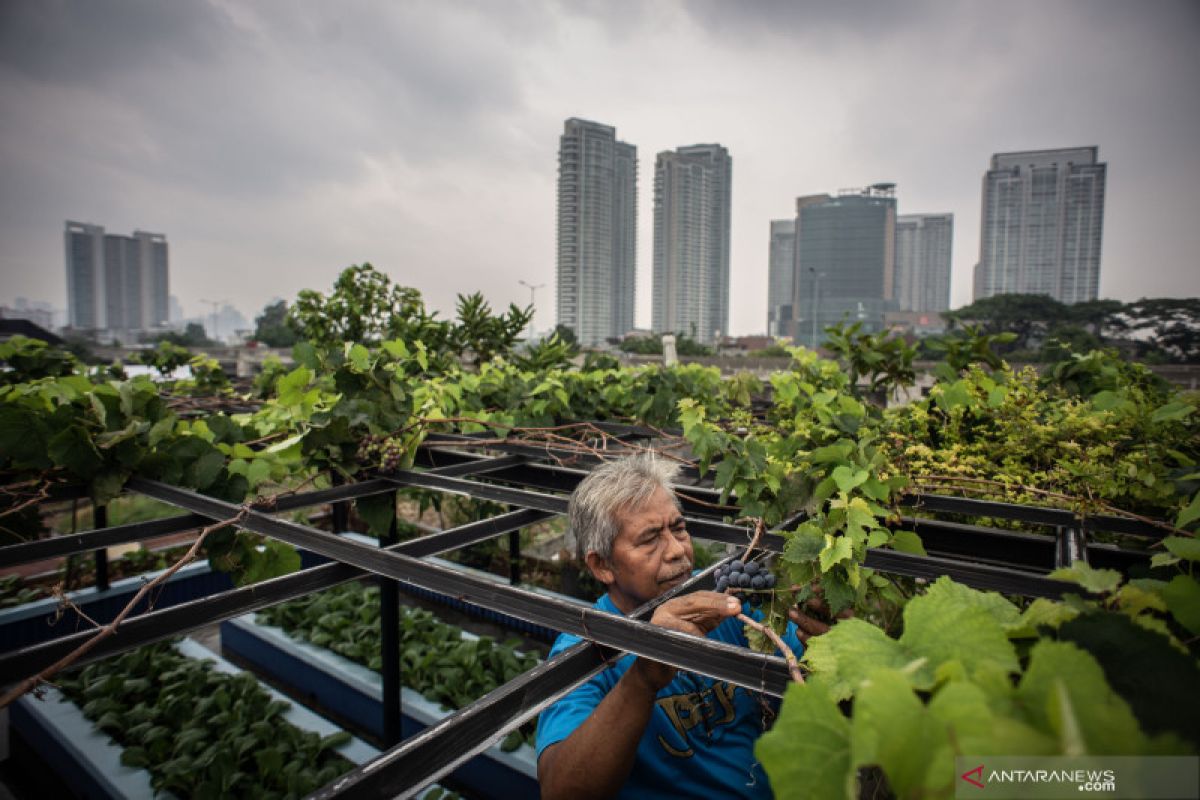 Urban farming can solve pandemic-triggered food issues: LIPI