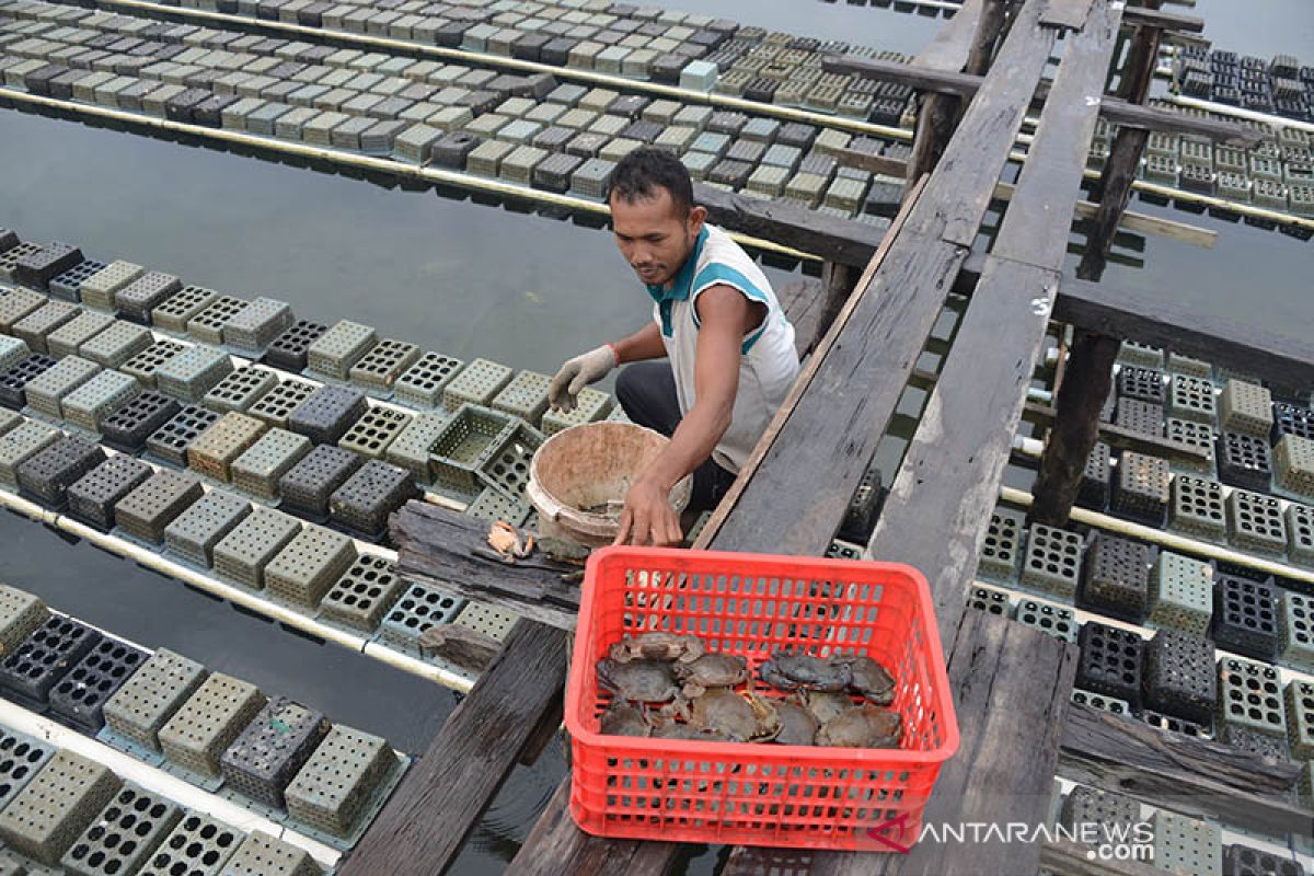 Petambak keluhkan harga kepiting soka anjlok