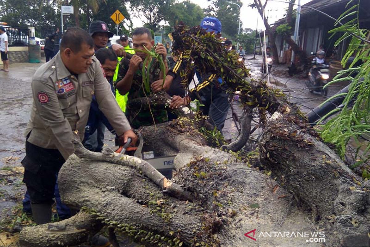 Purwokerto-Bandung macet akibat pohon tumbang (Video)