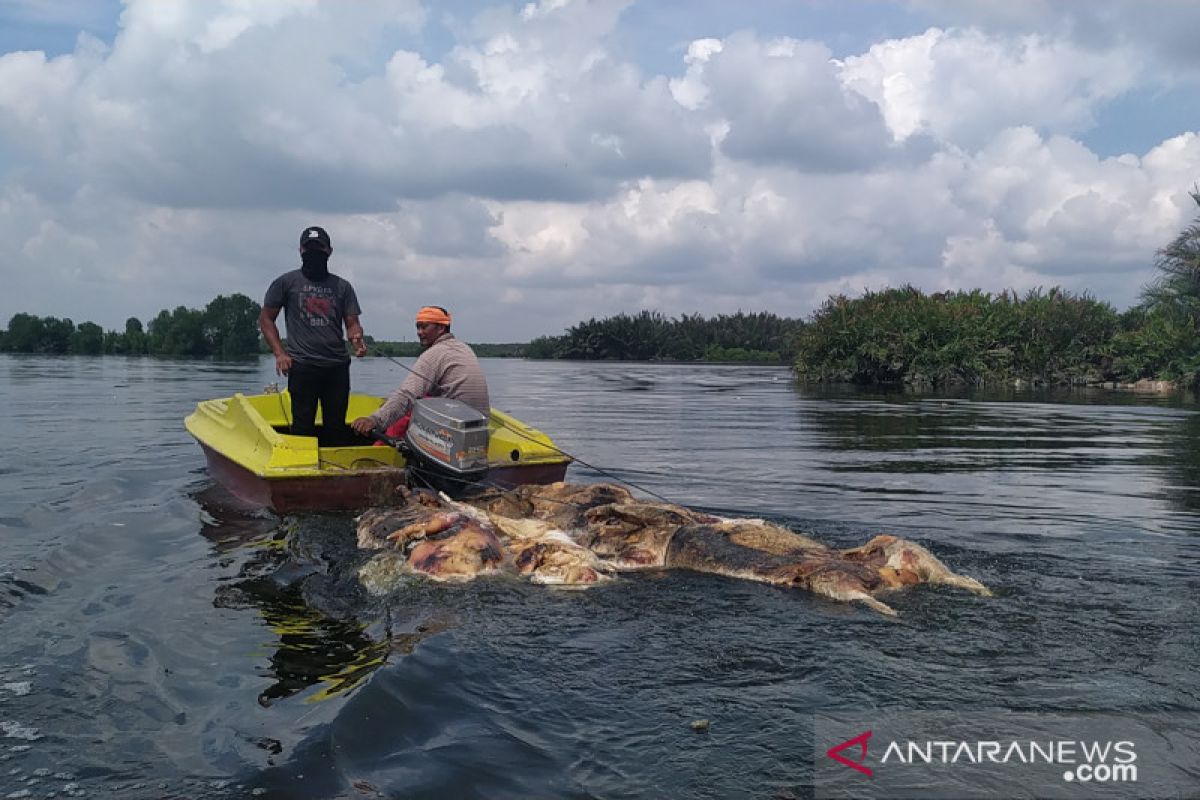 Bangkai babi yang dibuang ke sungai bisa picu infeksi