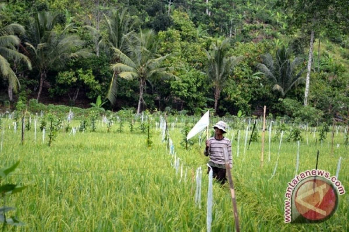 Pemprov Sumsel lakukan pemetaan geospasial ukur luas sawah