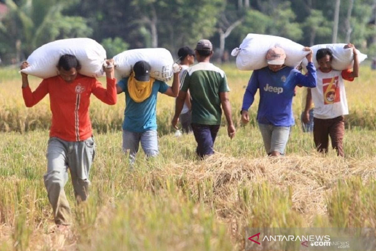 Gubernur: Produksi padi Aceh terus meningkat