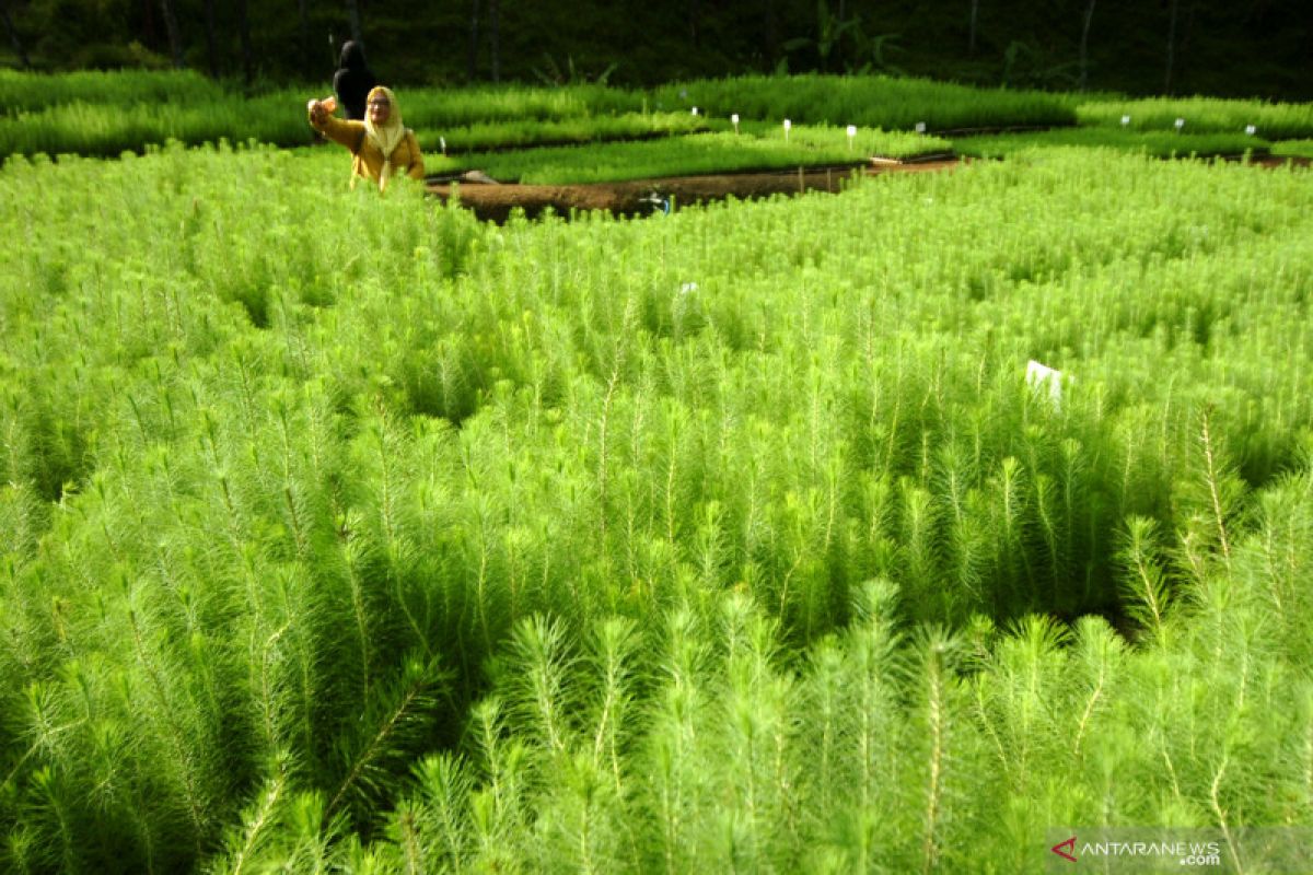 Menjaga dan memelihara hutan dengan pemanfaatan berkelanjutan