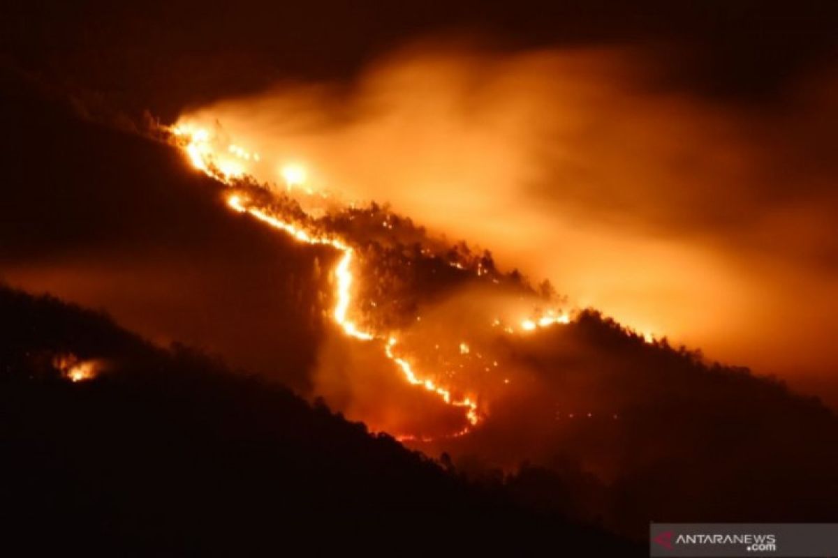 Hutan di lereng Gunung Lawu terbakar