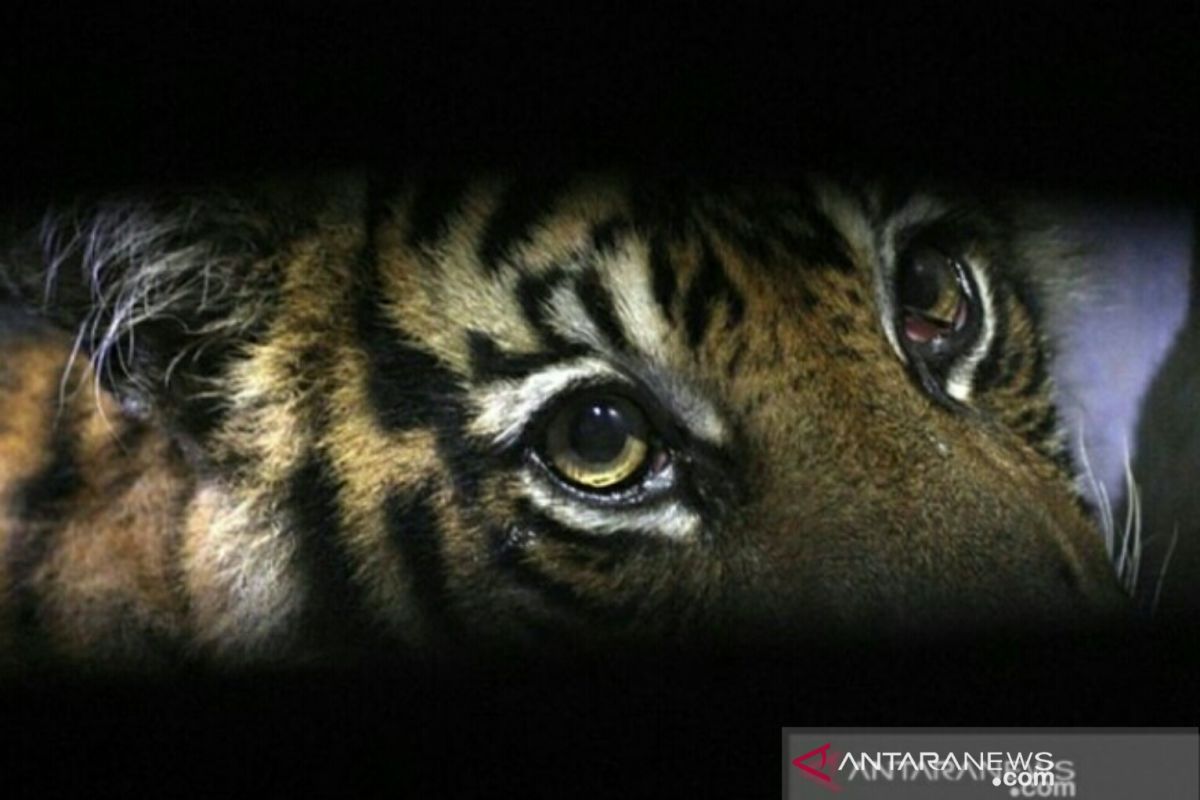 Harimau sumatera dilaporkan muncul di Danau Khayangan Pekanbaru