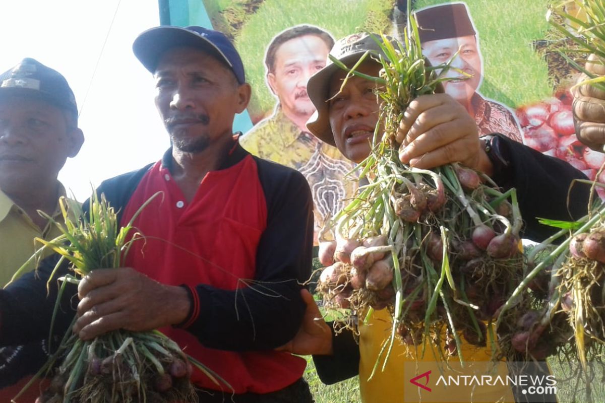 Bupati Tapin panen bawang merah