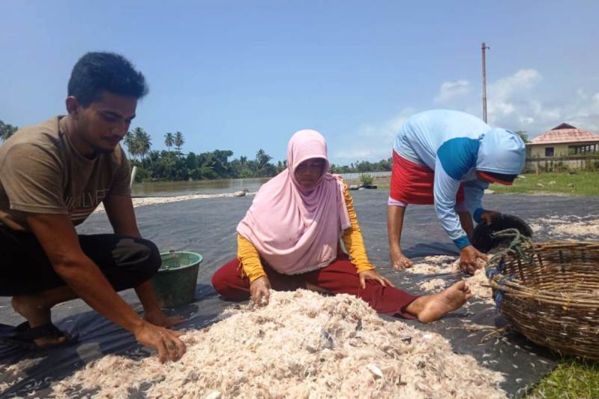 Permintaan udang sabu di Aceh terus meningkat