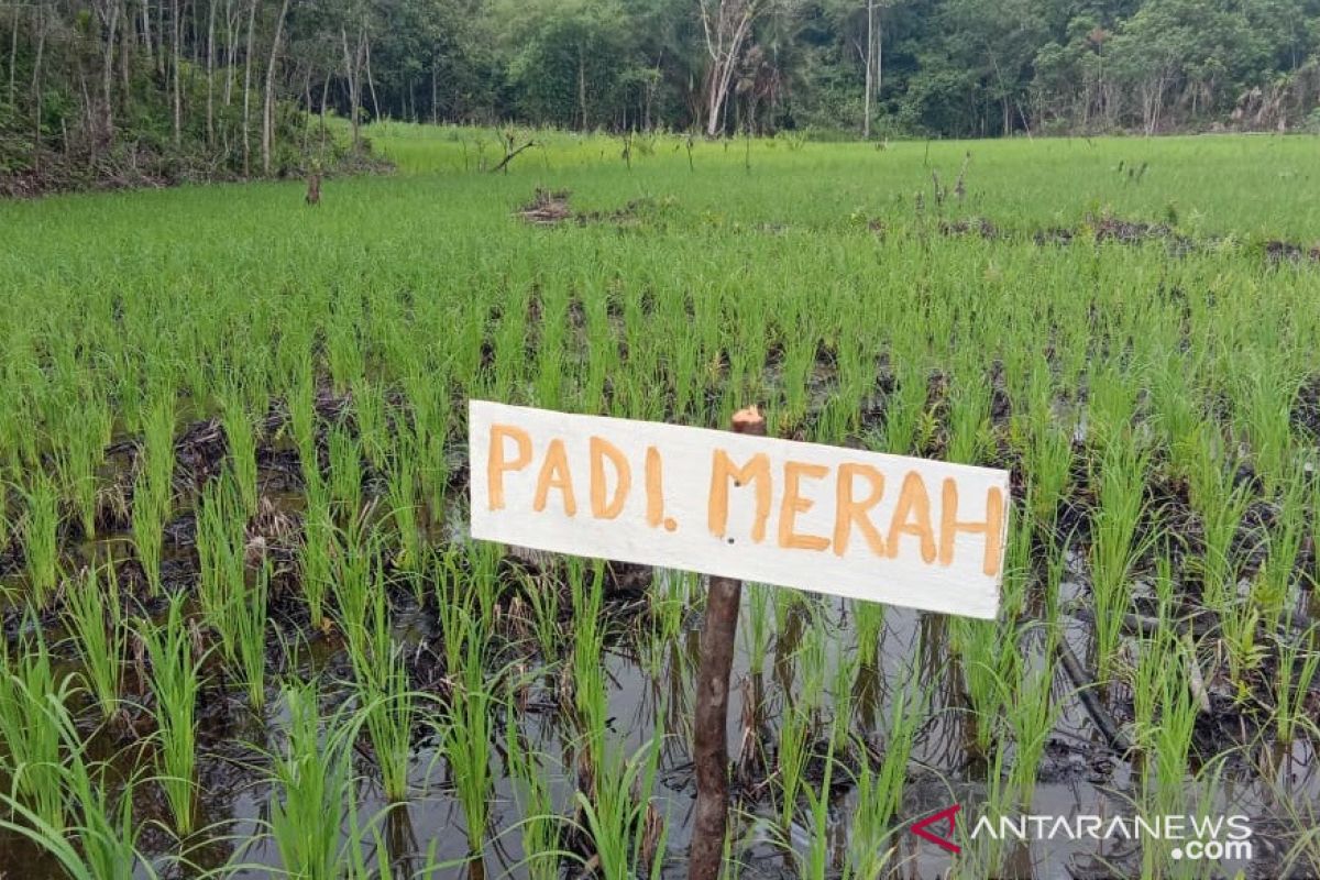 Penyuluh optimalkan pendampingan petani di Landak