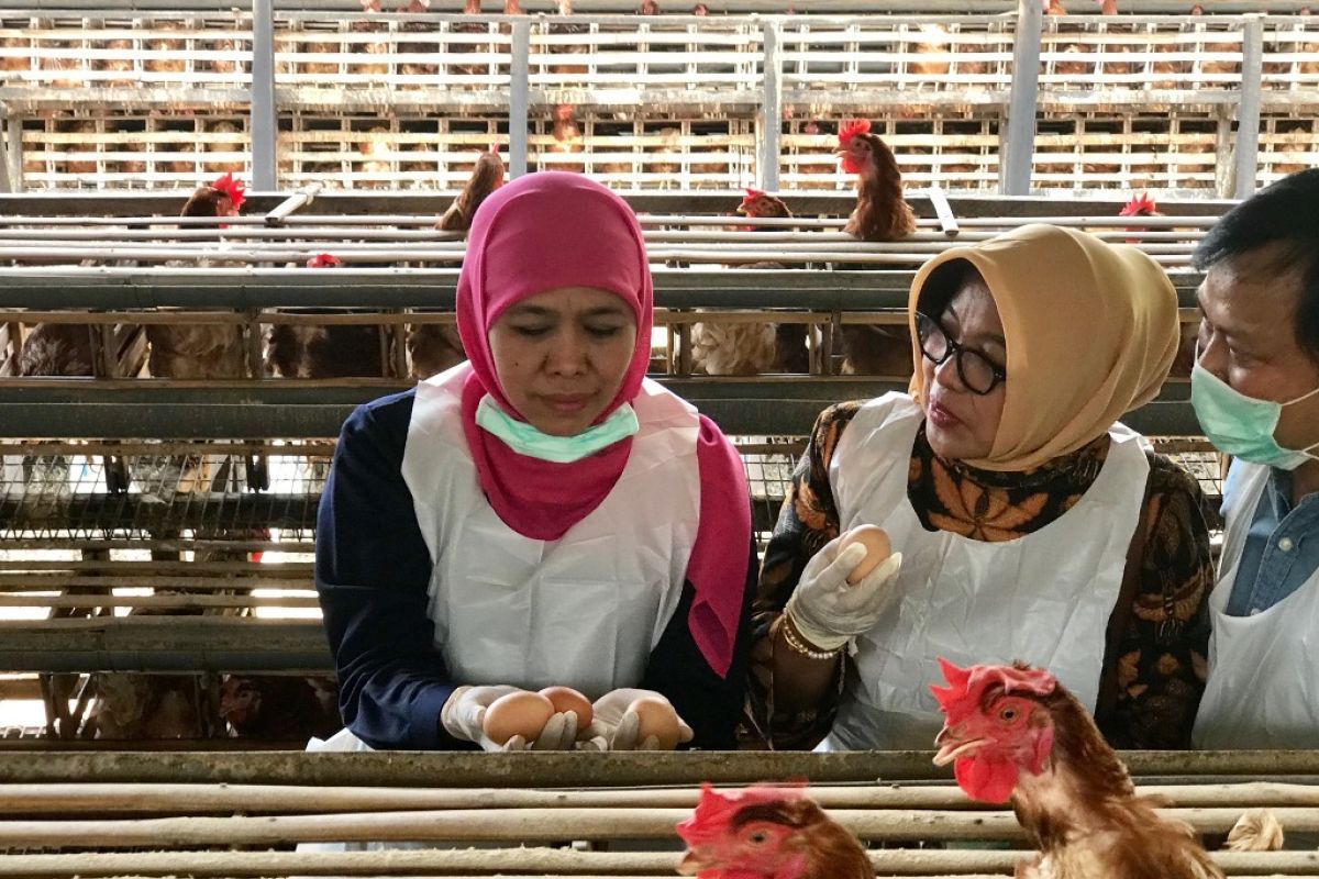 Gubernur imbau masyarakat tak khawatirkan telur ayam produksi peternak Jatim (Video)