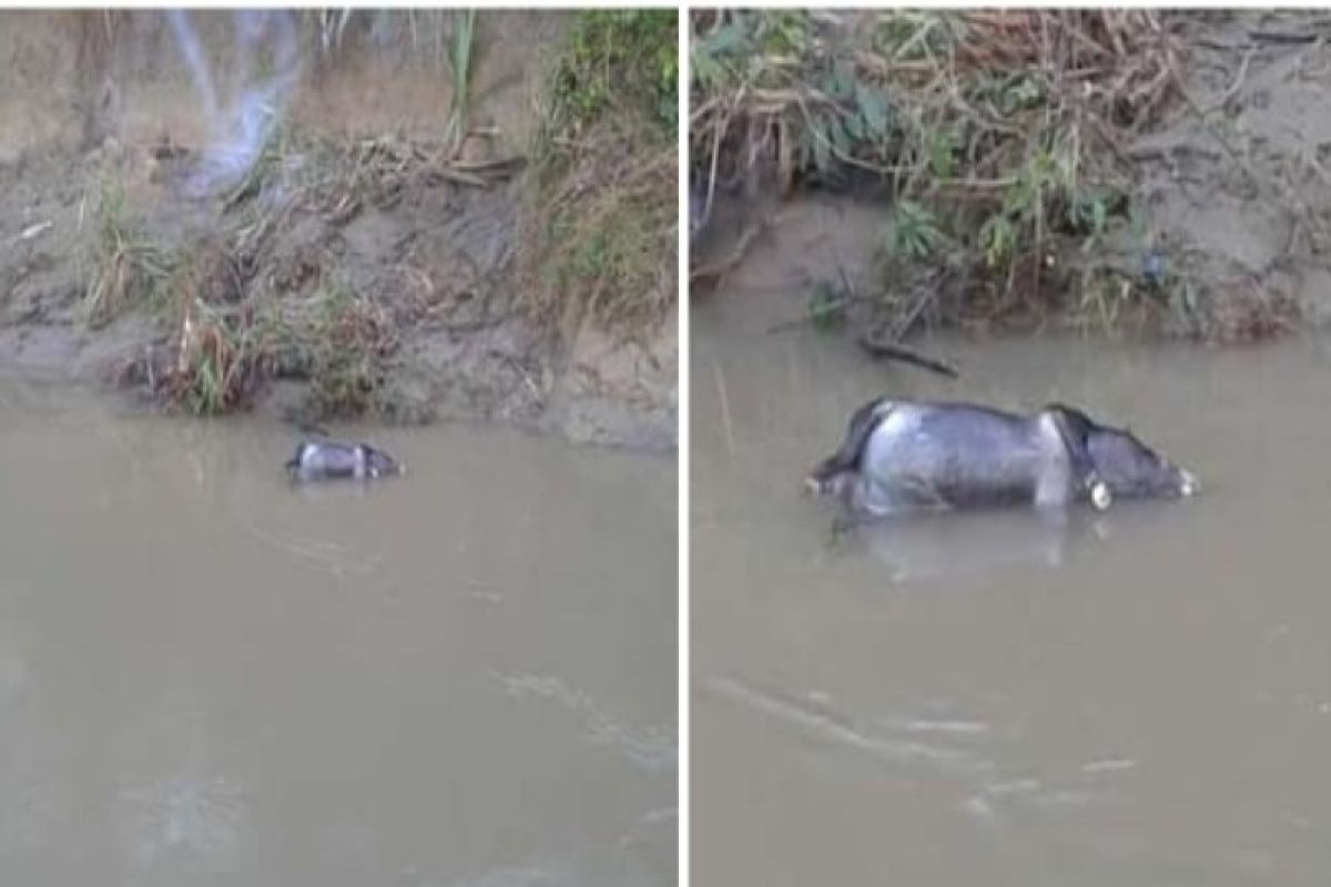 Bangkai babi hanyut kembali ditemukan di Sungai Wampu Langkat