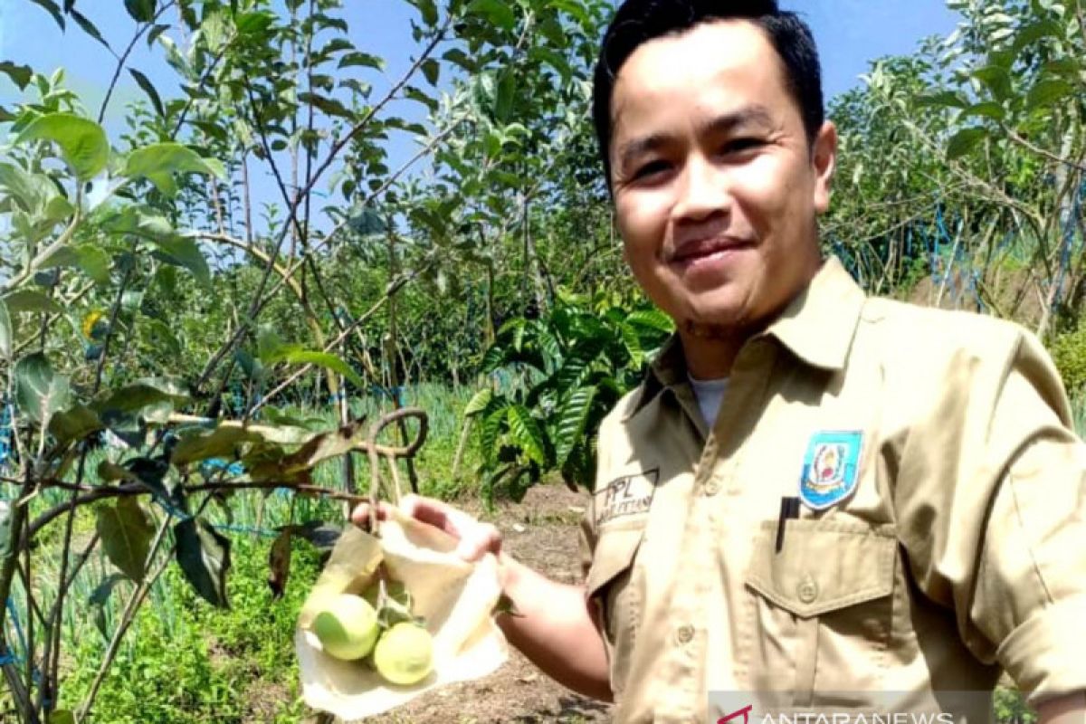 Petani di Rejang Lebong budidayakan tanaman apel