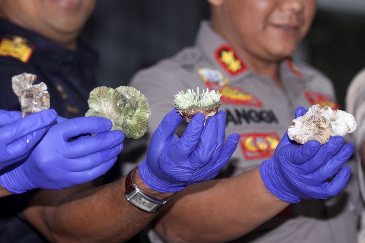 Bea Cukai Juanda gagalkan penyelundupan ratusan karang hidup