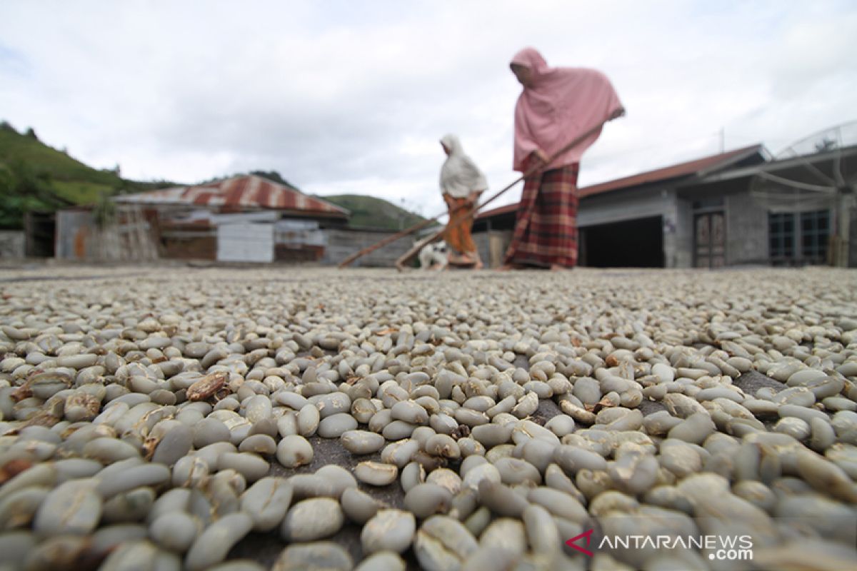 Jelang puncak panen, ekspor kopi Gayo turun