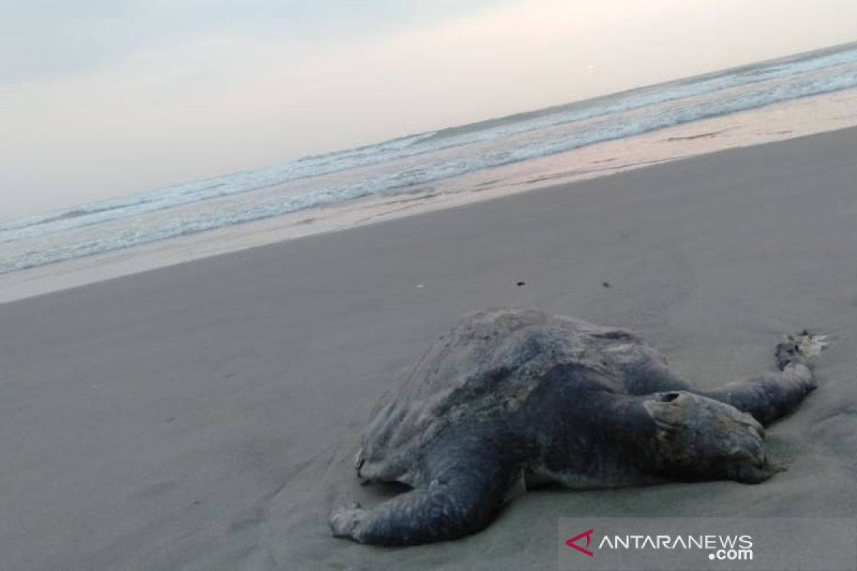 Sudah 15 penyu mati di  Bengkulu