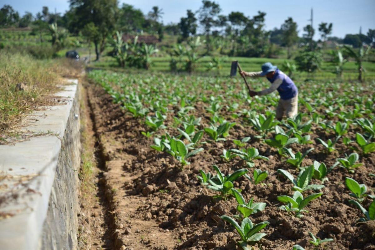 APTI: Revisi PP Nomor 109 Tahun 2012 rugikan industri tembakau