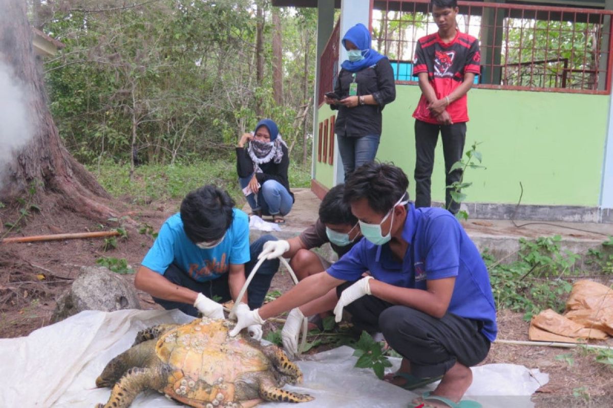 Beruntun, lima penyu ditemukan mati tak jauh dari PLTU Bengkulu