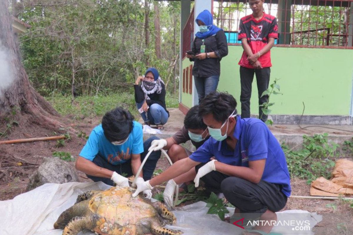 Lima penyu ditemukan mati tak jauh dari PLTU Bengkulu