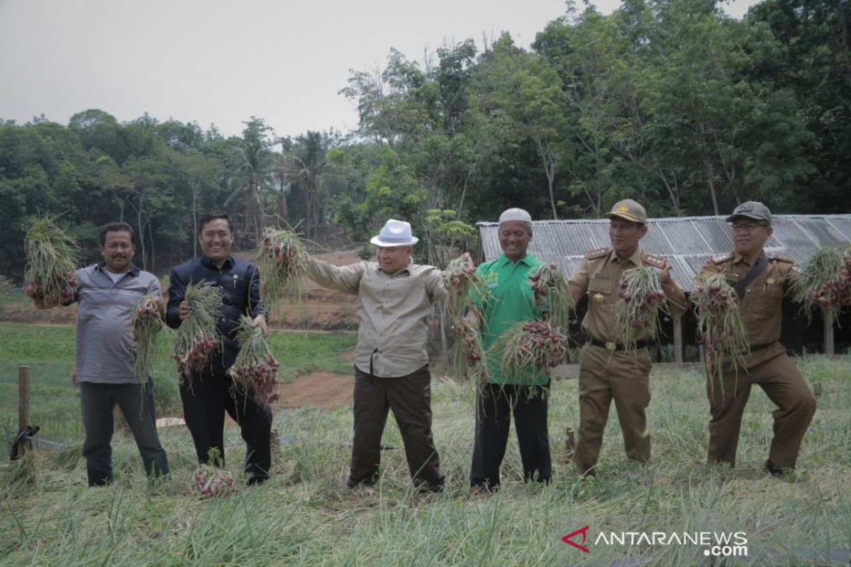 Desa Tungkujaya OKU  perluas lahan tanam budidaya  bawang merah