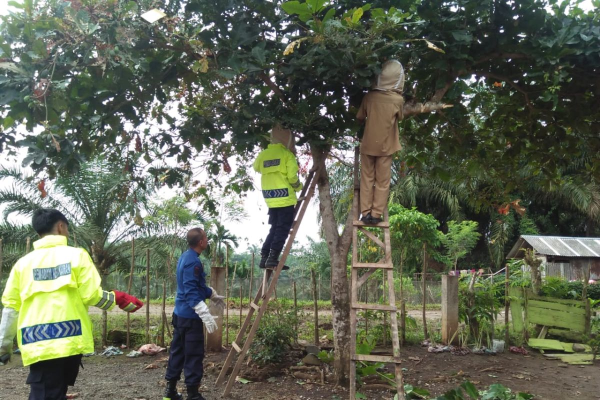 Bangunan SD di Agam diserbu ulat bulu,  murid  dipulangkan demi keamanan