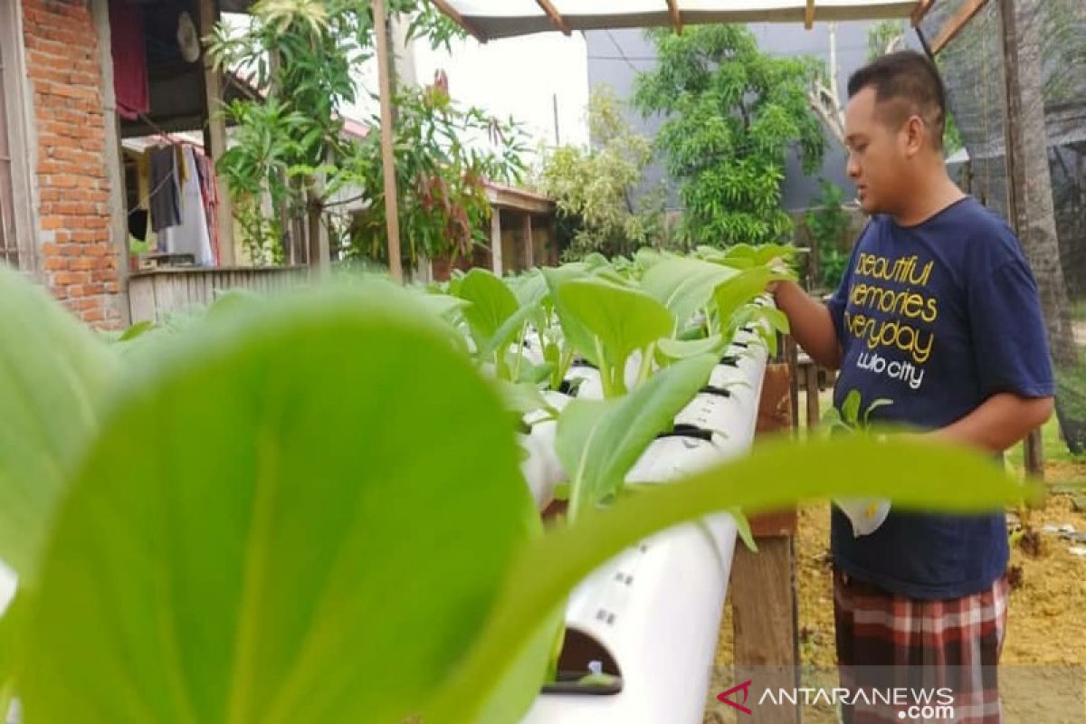 Petani Kota Kendari produksi sayur pakcoy-selada sistem hidroponik