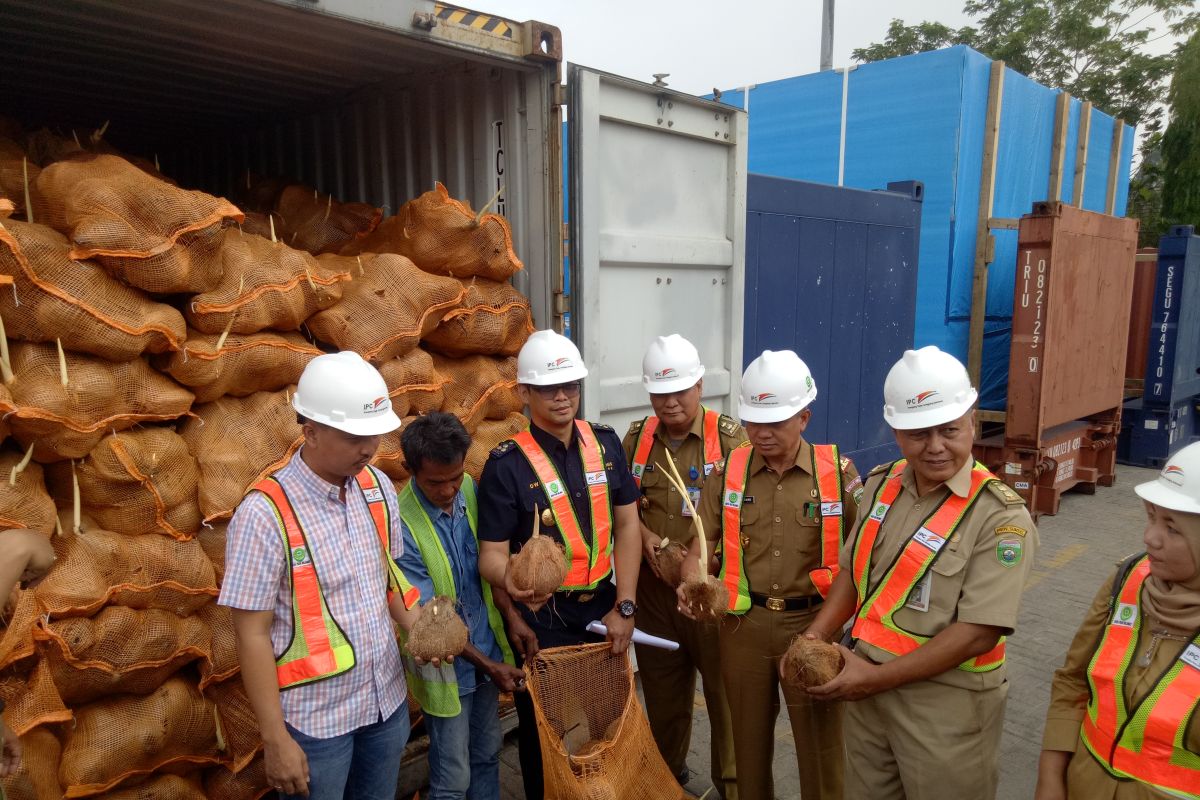 Reimpor kelapa Sumsel perlu diselidiki cegah  dampak lanjutan